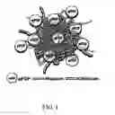 Fig. 02 - CONTROLLED RELEASE PARTICLES CONTAINING ACID FIBROBLAST GROWTH FACTOR