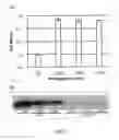 Fig. 03 - CONTROLLED RELEASE PARTICLES CONTAINING ACID FIBROBLAST GROWTH FACTOR