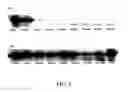 Fig. 04 - CONTROLLED RELEASE PARTICLES CONTAINING ACID FIBROBLAST GROWTH FACTOR