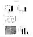 Fig. 03 - PREVENTION OF THROMBUS FORMATION AND/OR STABILIZATION