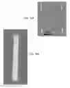 Fig. 07 - Aligned nanoarray and method for fabricating the same