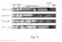 Fig. 05 - Self-pumping membraneless fuel cell