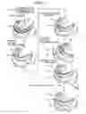 Fig. 21 - ORTHODONTIC APPLIANCE