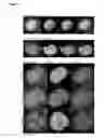 Fig. 04 - Detection and visualization of the cell cycle in living cells