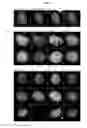 Fig. 05 - Detection and visualization of the cell cycle in living cells
