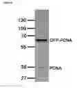 Fig. 07 - Detection and visualization of the cell cycle in living cells