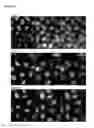 Fig. 09 - Detection and visualization of the cell cycle in living cells