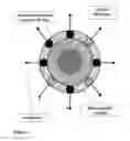 Fig. 02 - Magnetic needle biopsy