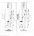Fig. 11 - Antigen binding molecules that bind EGFR, vectors encoding same, and uses thereof