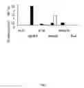 Fig. 02 - Adam12, A Novel Marker For Abnormal Cell Function