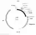 Fig. 23 - Nucleic acids for cloning and expressing multiprotein complexes