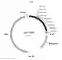 Fig. 24 - Nucleic acids for cloning and expressing multiprotein complexes