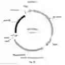 Fig. 25 - Nucleic acids for cloning and expressing multiprotein complexes