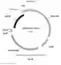 Fig. 26 - Nucleic acids for cloning and expressing multiprotein complexes