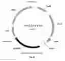 Fig. 27 - Nucleic acids for cloning and expressing multiprotein complexes
