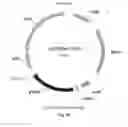 Fig. 28 - Nucleic acids for cloning and expressing multiprotein complexes