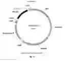 Fig. 29 - Nucleic acids for cloning and expressing multiprotein complexes