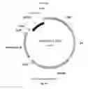 Fig. 30 - Nucleic acids for cloning and expressing multiprotein complexes