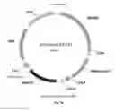 Fig. 31 - Nucleic acids for cloning and expressing multiprotein complexes