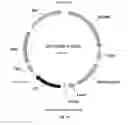 Fig. 32 - Nucleic acids for cloning and expressing multiprotein complexes