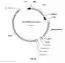 Fig. 42 - Nucleic acids for cloning and expressing multiprotein complexes