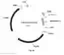 Fig. 45 - Nucleic acids for cloning and expressing multiprotein complexes
