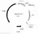 Fig. 46 - Nucleic acids for cloning and expressing multiprotein complexes