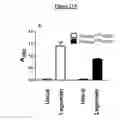 Fig. 28 - Modified antibody compositions, methods of making and using thereof