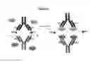 Fig. 37 - Modified antibody compositions, methods of making and using thereof