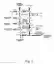 Fig. 03 - Methods for producing hyaluronan in a recombinant host cell