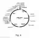 Fig. 05 - Methods for producing hyaluronan in a recombinant host cell