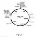Fig. 06 - Methods for producing hyaluronan in a recombinant host cell