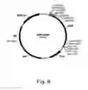 Fig. 07 - Methods for producing hyaluronan in a recombinant host cell