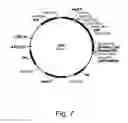 Fig. 08 - Methods for producing hyaluronan in a recombinant host cell