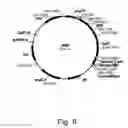 Fig. 09 - Methods for producing hyaluronan in a recombinant host cell