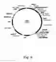 Fig. 10 - Methods for producing hyaluronan in a recombinant host cell