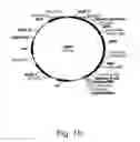 Fig. 11 - Methods for producing hyaluronan in a recombinant host cell
