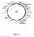 Fig. 12 - Methods for producing hyaluronan in a recombinant host cell