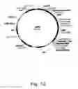 Fig. 13 - Methods for producing hyaluronan in a recombinant host cell