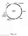 Fig. 15 - Methods for producing hyaluronan in a recombinant host cell