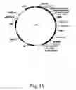 Fig. 16 - Methods for producing hyaluronan in a recombinant host cell