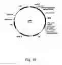 Fig. 17 - Methods for producing hyaluronan in a recombinant host cell