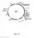 Fig. 18 - Methods for producing hyaluronan in a recombinant host cell