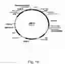 Fig. 19 - Methods for producing hyaluronan in a recombinant host cell