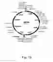 Fig. 20 - Methods for producing hyaluronan in a recombinant host cell