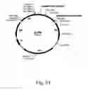 Fig. 22 - Methods for producing hyaluronan in a recombinant host cell