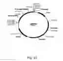 Fig. 23 - Methods for producing hyaluronan in a recombinant host cell