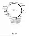Fig. 24 - Methods for producing hyaluronan in a recombinant host cell