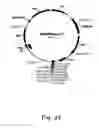 Fig. 25 - Methods for producing hyaluronan in a recombinant host cell