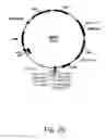 Fig. 26 - Methods for producing hyaluronan in a recombinant host cell